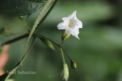 Strobilanthes tristis